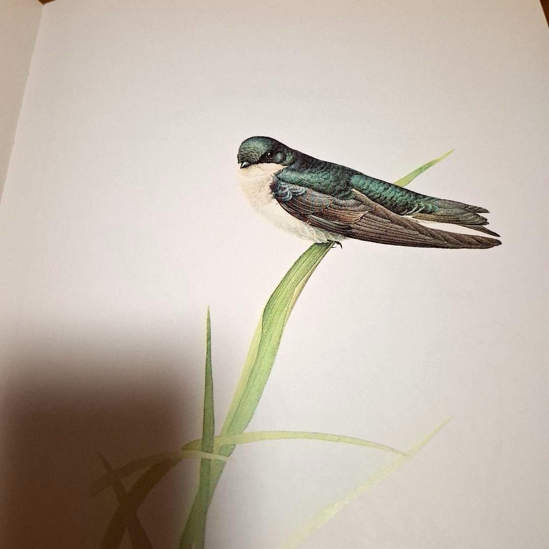 Lansdowne's Birds of the Forest　鳥の図鑑　洋書