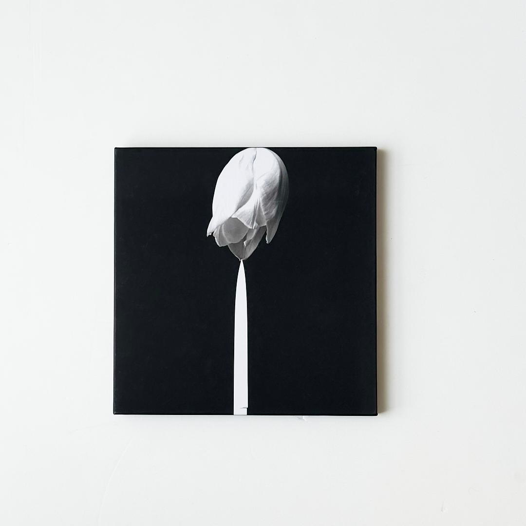 アート・デザイン・音楽 Memento Mori Robert Mapplethorpe
