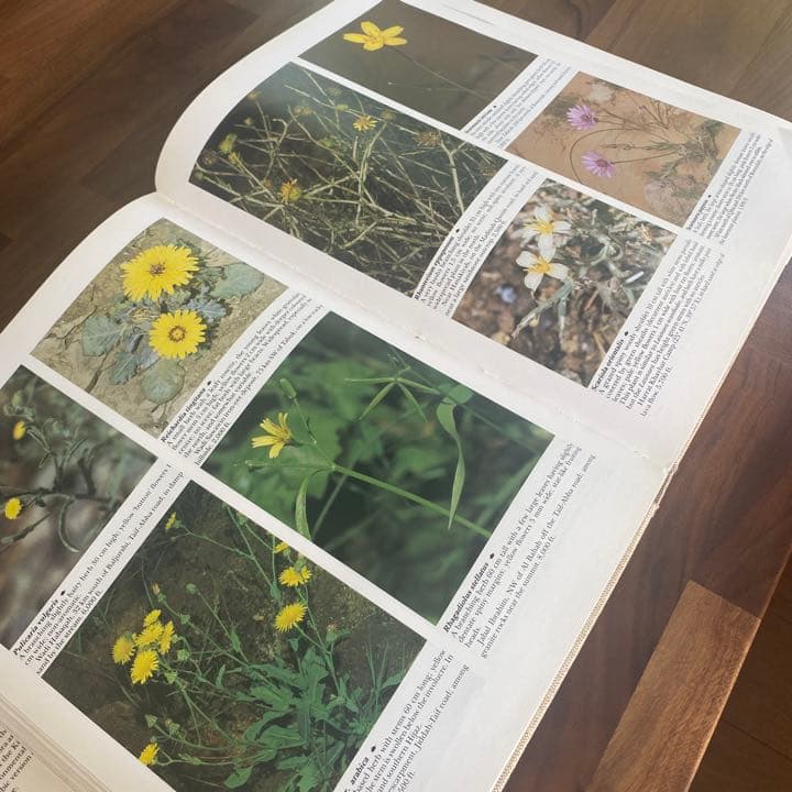 FLowers of Saudi Arabia サウジアラビアの花