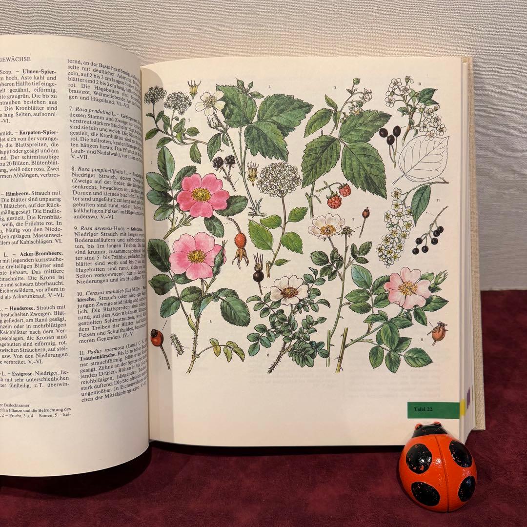 14①1981年ドイツ語版植物図鑑　ジャンクジャーナル　洋書古書　ボタンニカル