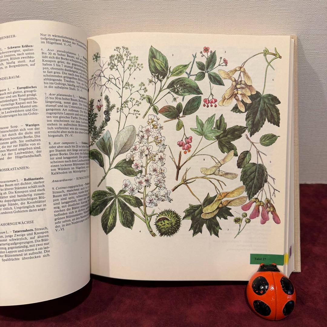 14①1981年ドイツ語版植物図鑑　ジャンクジャーナル　洋書古書　ボタンニカル