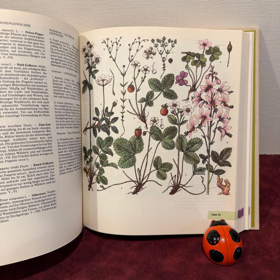 14①1981年ドイツ語版植物図鑑　ジャンクジャーナル　洋書古書　ボタンニカル