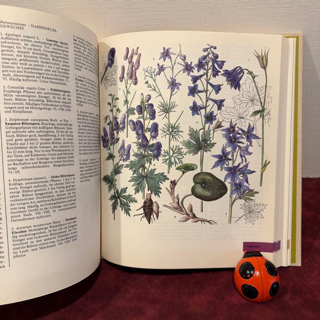 14①1981年ドイツ語版植物図鑑　ジャンクジャーナル　洋書古書　ボタンニカル