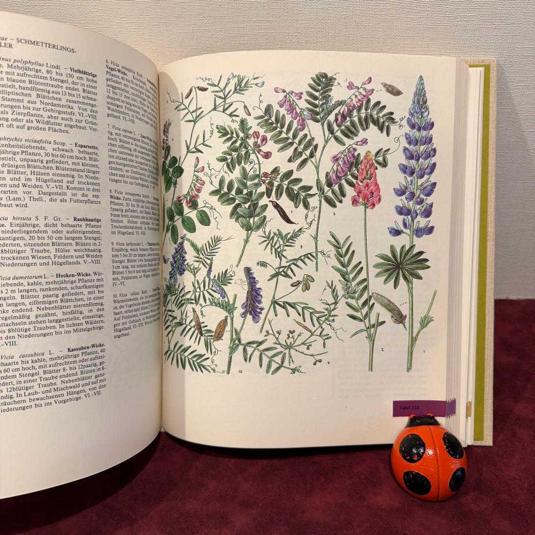 14①1981年ドイツ語版植物図鑑　ジャンクジャーナル　洋書古書　ボタンニカル
