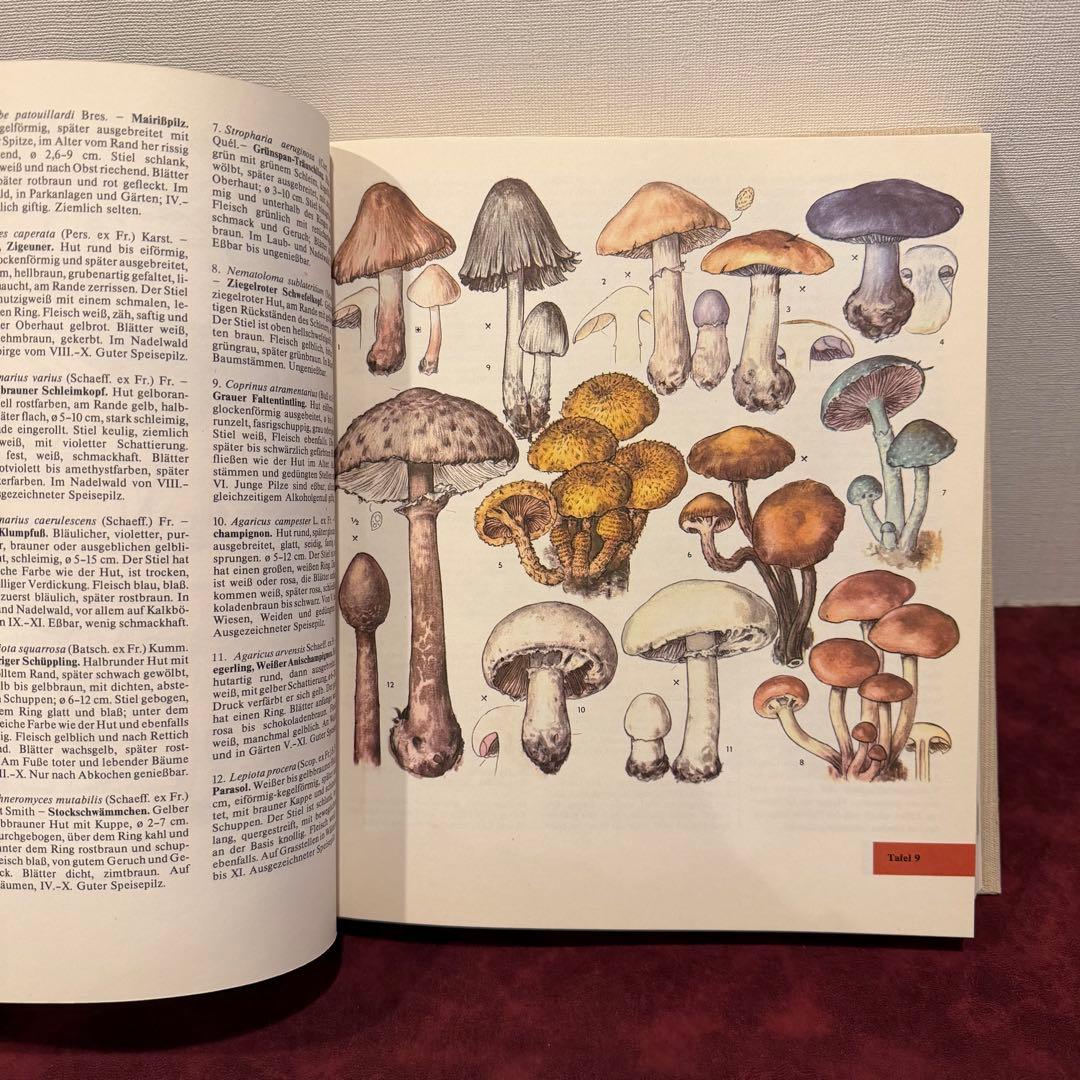 14①1981年ドイツ語版植物図鑑　ジャンクジャーナル　洋書古書　ボタンニカル
