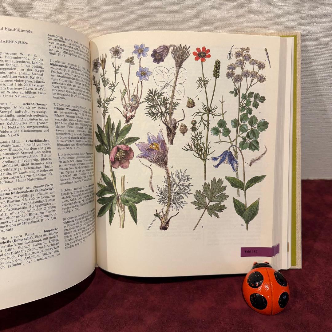 14①1981年ドイツ語版植物図鑑　ジャンクジャーナル　洋書古書　ボタンニカル