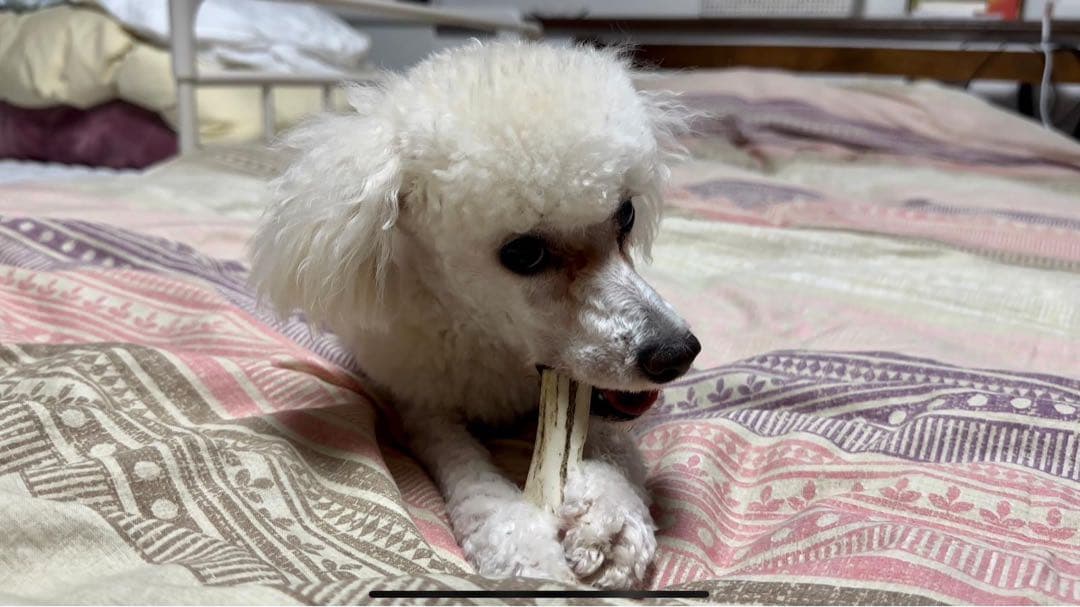 中型犬用　蝦夷鹿の角　10本セット　北海道産　犬　おもちゃ
