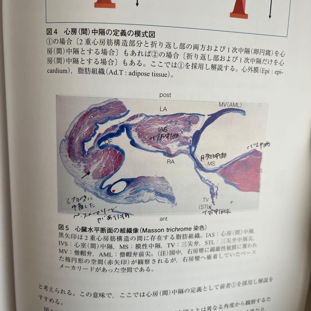 臨床心臓構造学 井川 修