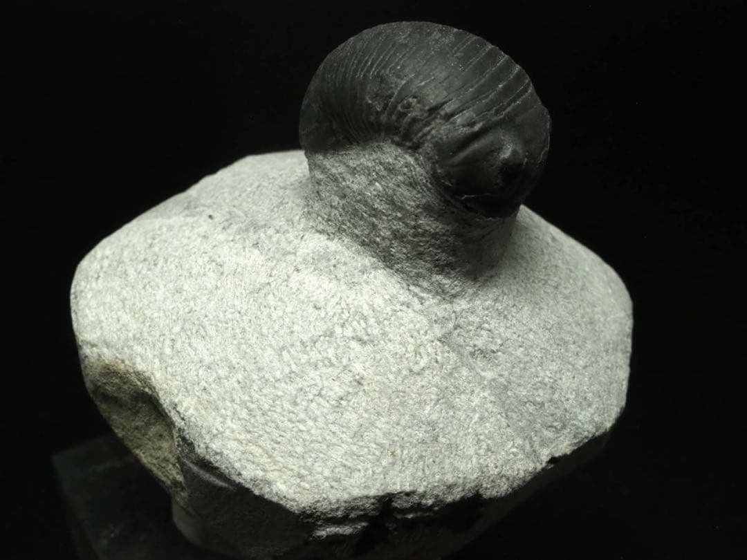 ひろやん　三葉虫Parahomalonotus planus
