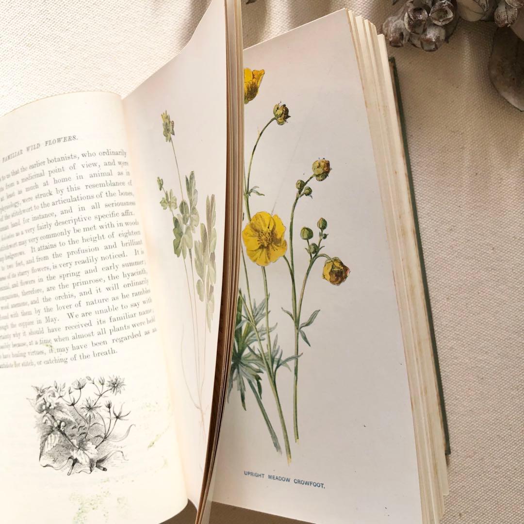 1910年 イギリスの希少な植物図鑑 FWF3 アンティーク
