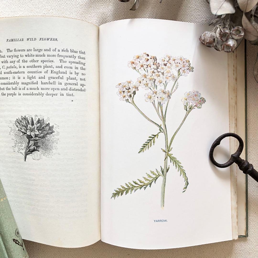 1910年 イギリスの希少な植物図鑑 FWF3 アンティーク
