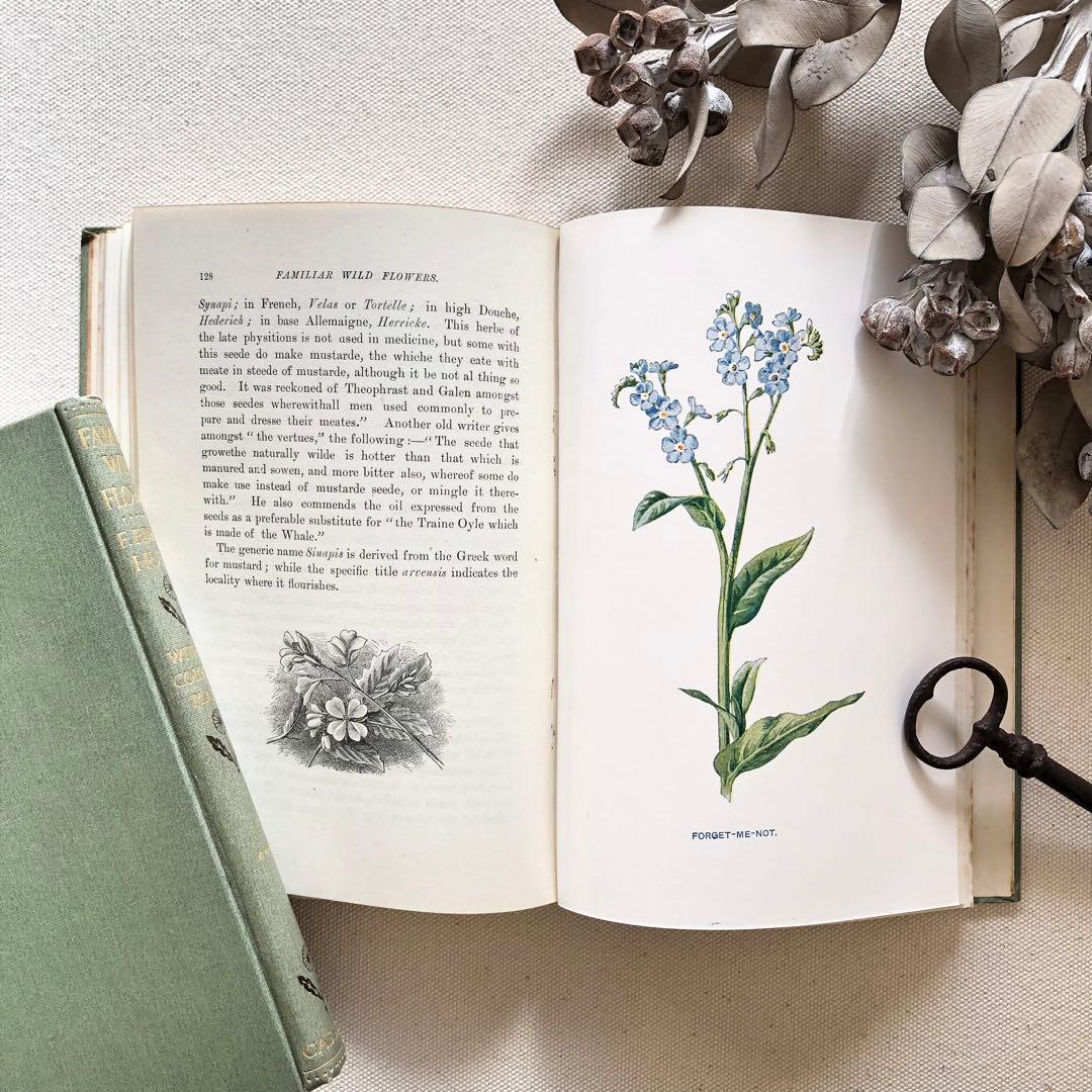 1910年 イギリスの希少な植物図鑑 FWF3 アンティーク