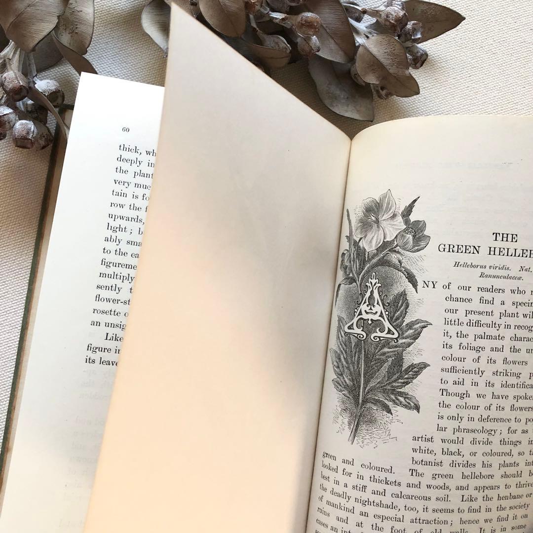 1910年 イギリスの希少な植物図鑑 FWF3 アンティーク
