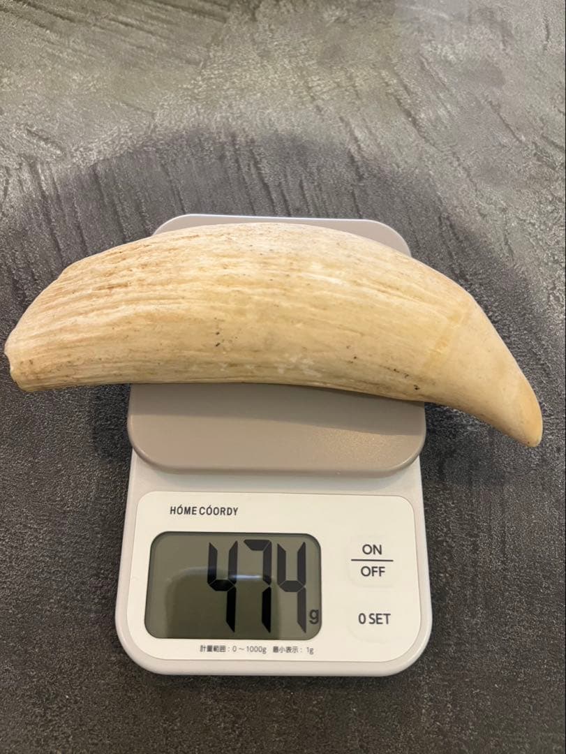 マッコウクジラ歯 約18.5cm 474g