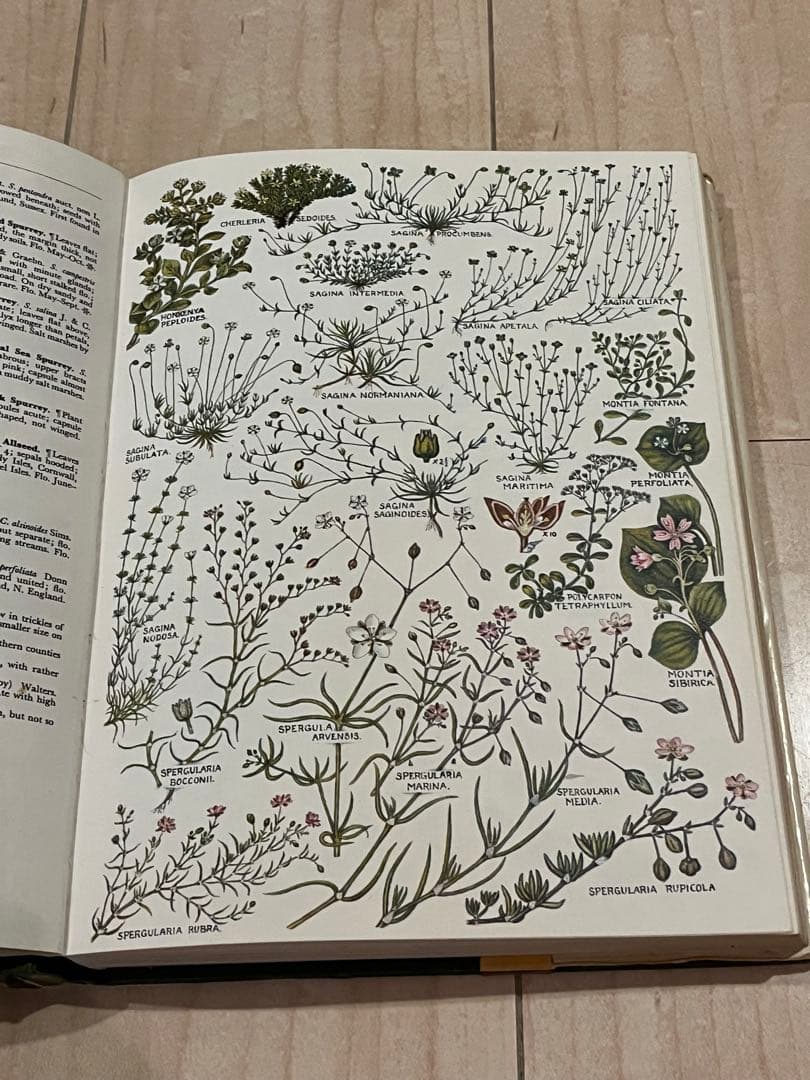 イギリスの古い植物図鑑　1960年代