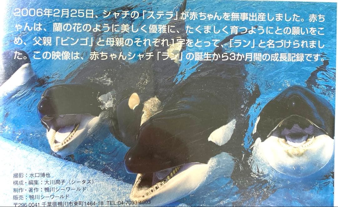 鴨川シーワールド　DVD シャチが生まれた　赤ちゃんシャチ「ラン」の成長記録