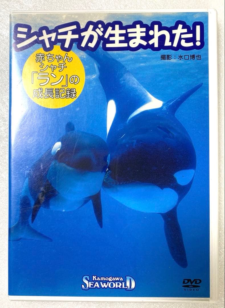 鴨川シーワールド　DVD シャチが生まれた　赤ちゃんシャチ「ラン」の成長記録