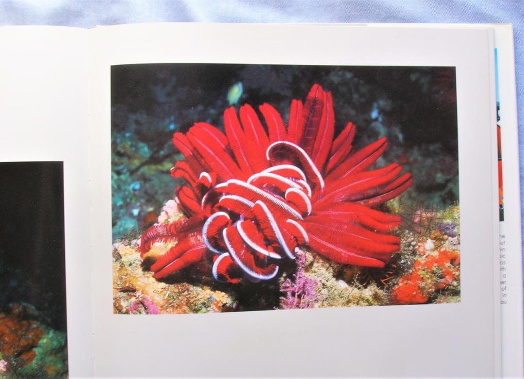 WONDERS UNDER WATER　写真集