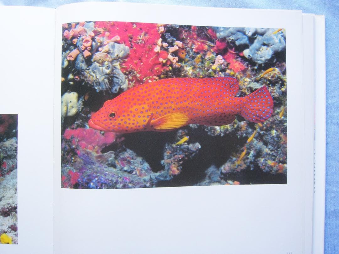 WONDERS UNDER WATER　写真集