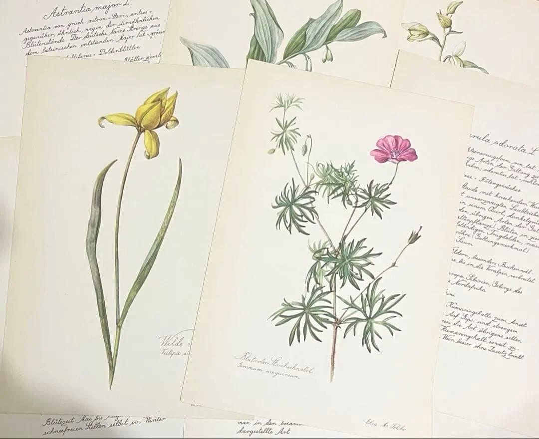 No.297ドイツ ビンテージ 紙もの ボタニカルアート 植物図鑑 水彩画