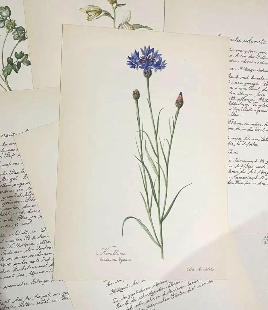No.297ドイツ ビンテージ 紙もの ボタニカルアート 植物図鑑 水彩画