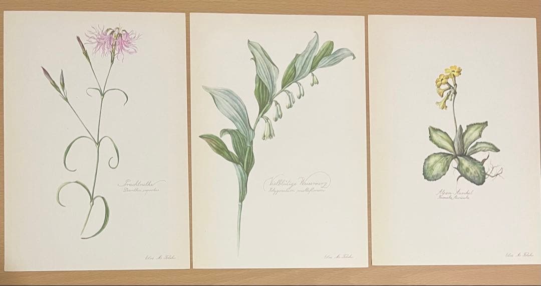No.297ドイツ ビンテージ 紙もの ボタニカルアート 植物図鑑 水彩画