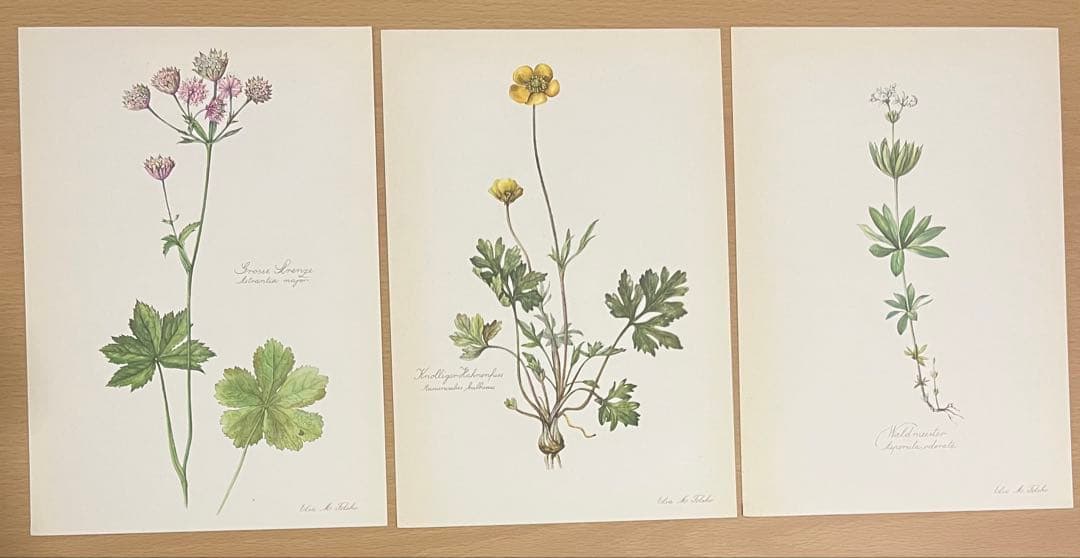 No.297ドイツ ビンテージ 紙もの ボタニカルアート 植物図鑑 水彩画