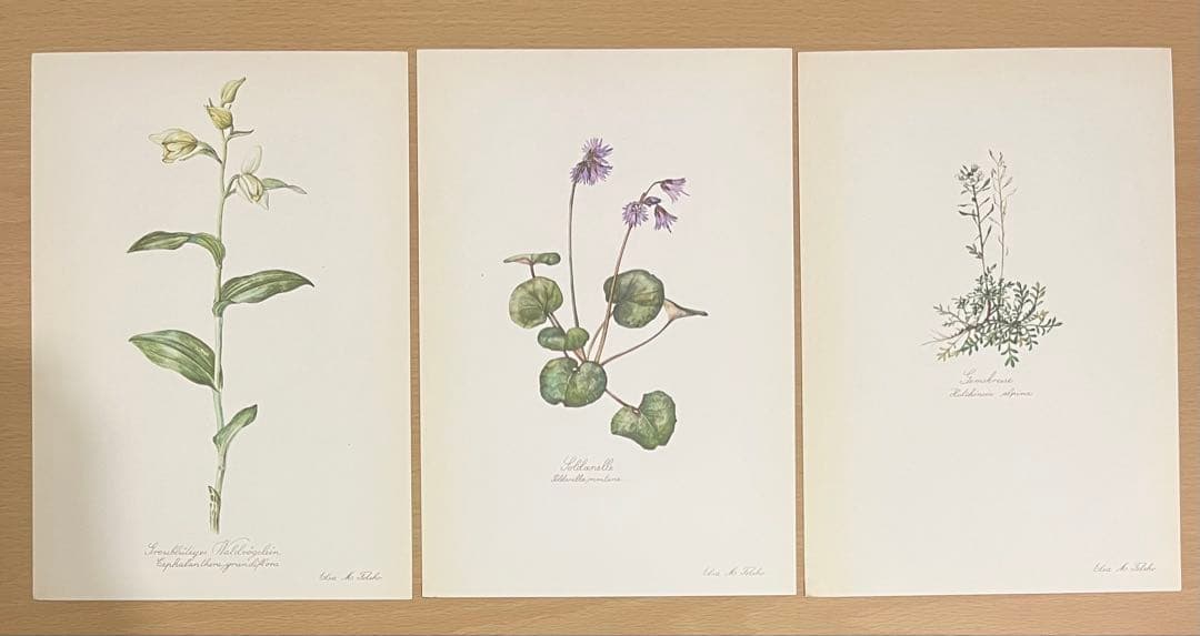 No.297ドイツ ビンテージ 紙もの ボタニカルアート 植物図鑑 水彩画