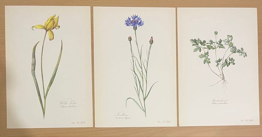 No.297ドイツ ビンテージ 紙もの ボタニカルアート 植物図鑑 水彩画