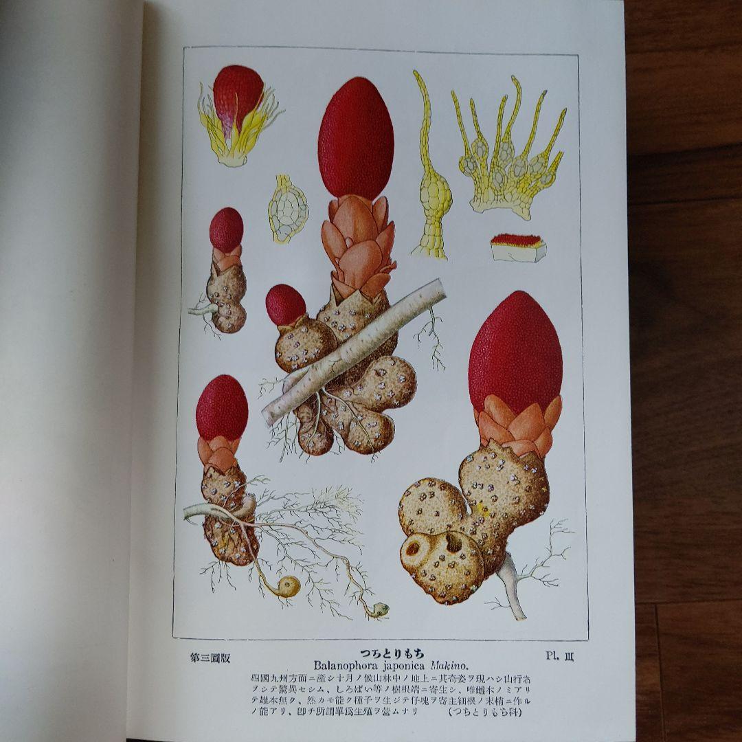 牧野日本植物図鑑　増補版