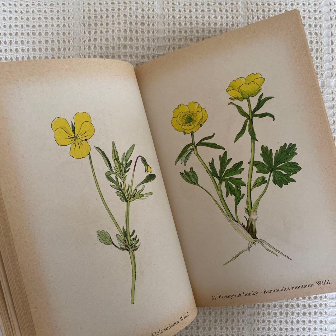 【美品】1937年 チェコの美しい高山植物 植物図鑑 ボタニカルアート