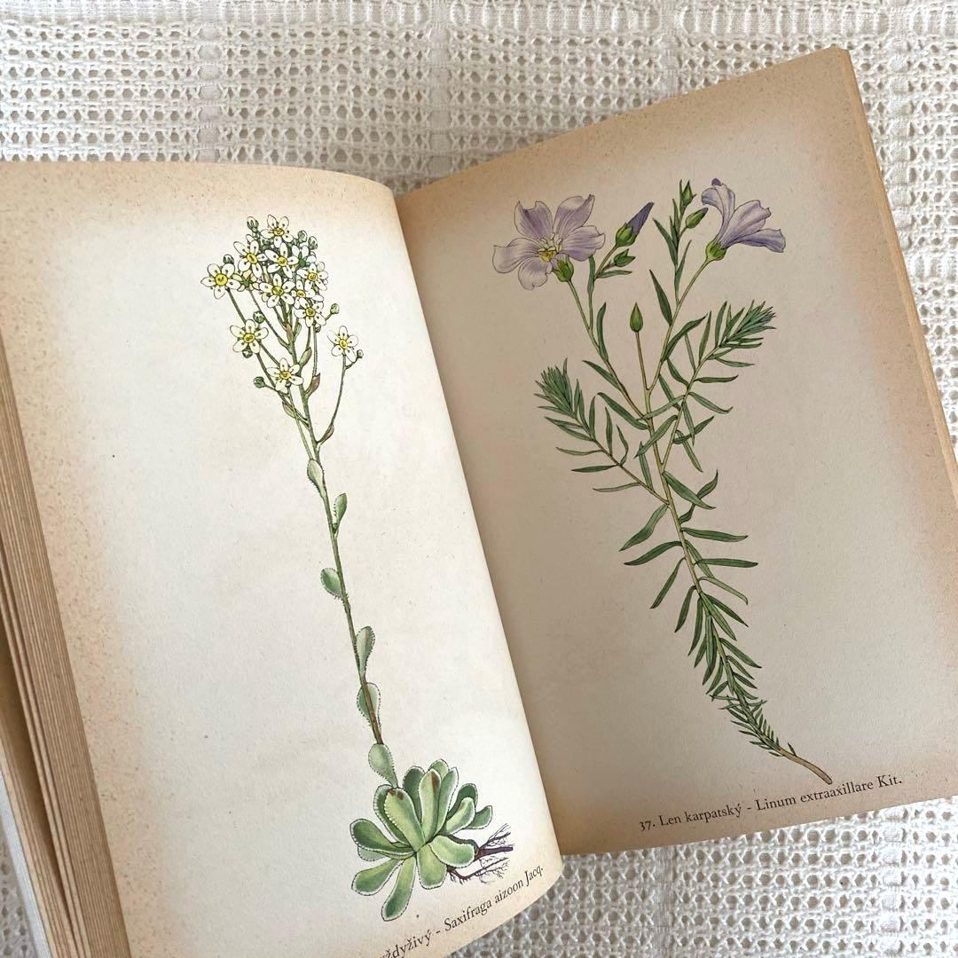 【美品】1937年 チェコの美しい高山植物 植物図鑑 ボタニカルアート