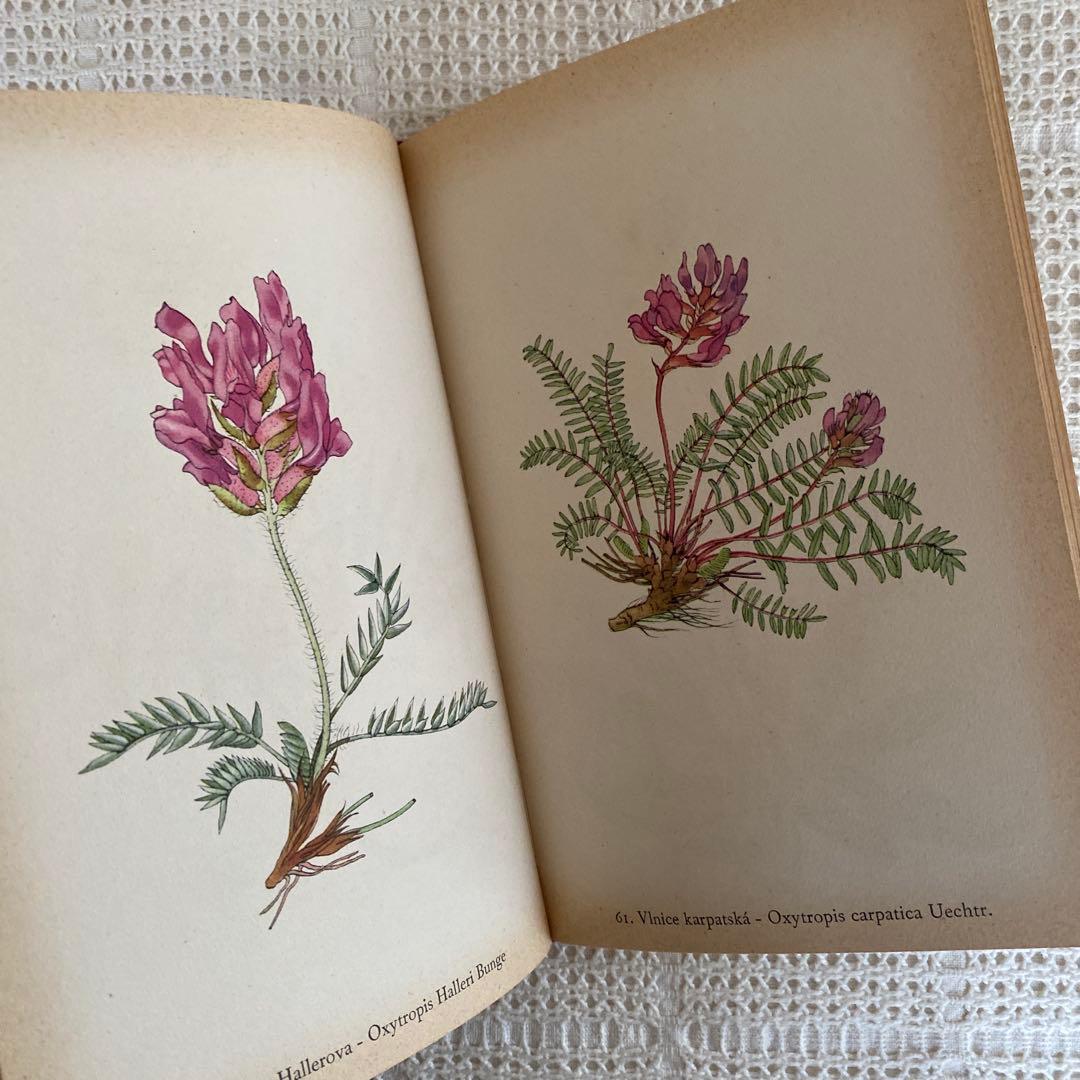 【美品】1937年 チェコの美しい高山植物 植物図鑑 ボタニカルアート