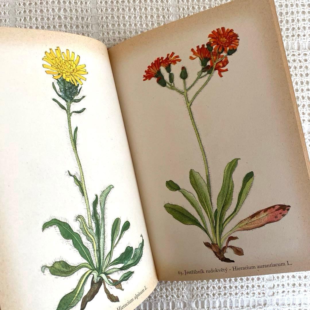 【美品】1937年 チェコの美しい高山植物 植物図鑑 ボタニカルアート