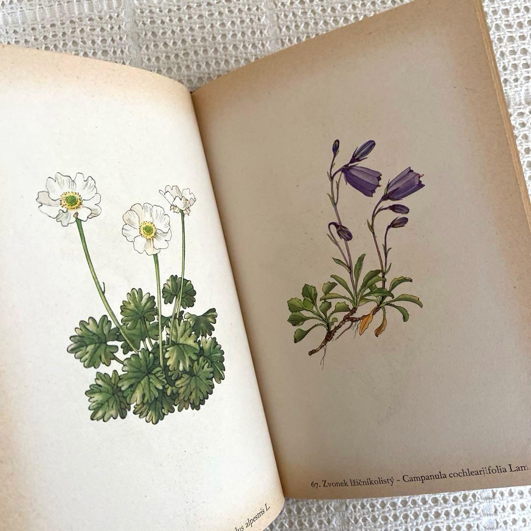 【美品】1937年 チェコの美しい高山植物 植物図鑑 ボタニカルアート