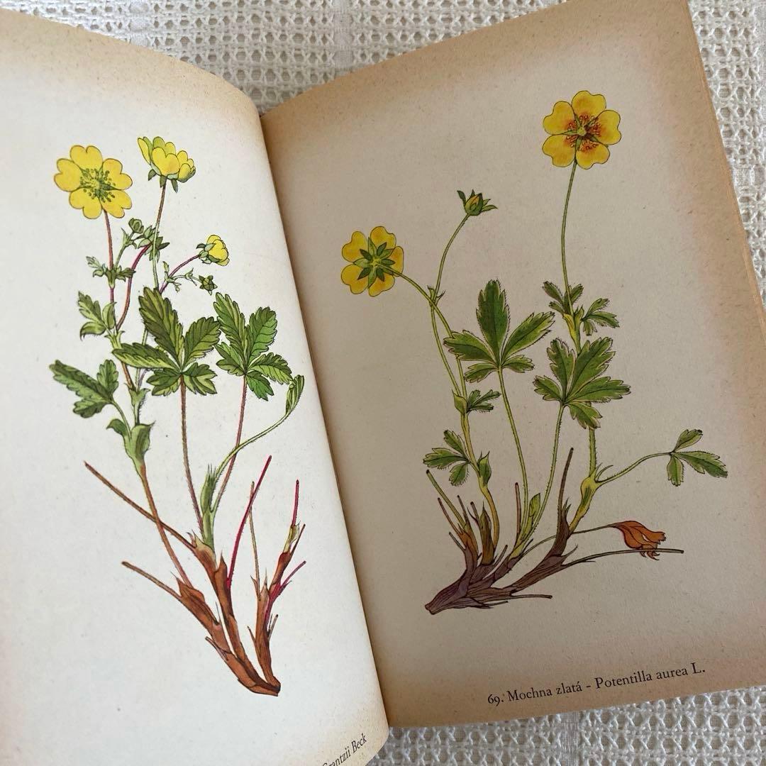 【美品】1937年 チェコの美しい高山植物 植物図鑑 ボタニカルアート