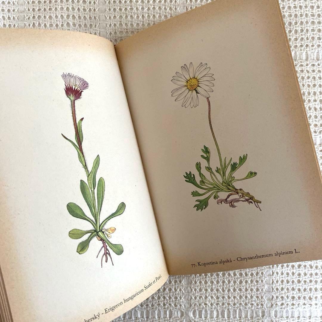 【美品】1937年 チェコの美しい高山植物 植物図鑑 ボタニカルアート