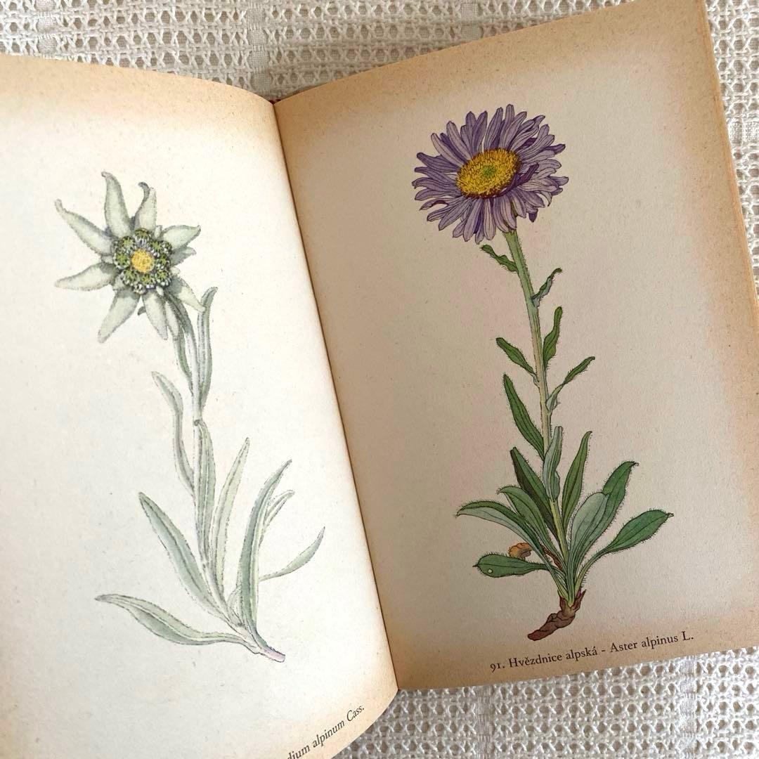 【美品】1937年 チェコの美しい高山植物 植物図鑑 ボタニカルアート