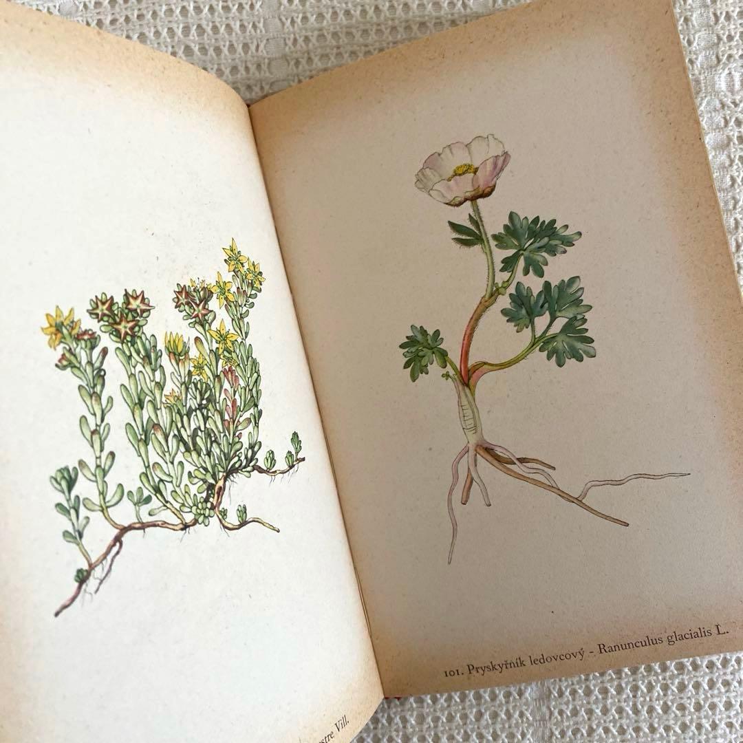 【美品】1937年 チェコの美しい高山植物 植物図鑑 ボタニカルアート