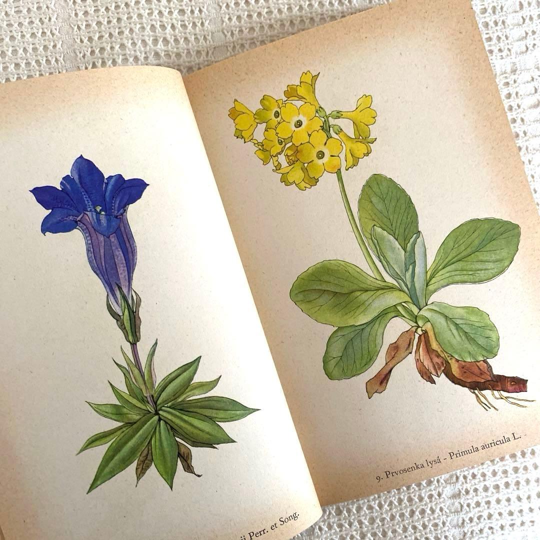 【美品】1937年 チェコの美しい高山植物 植物図鑑 ボタニカルアート