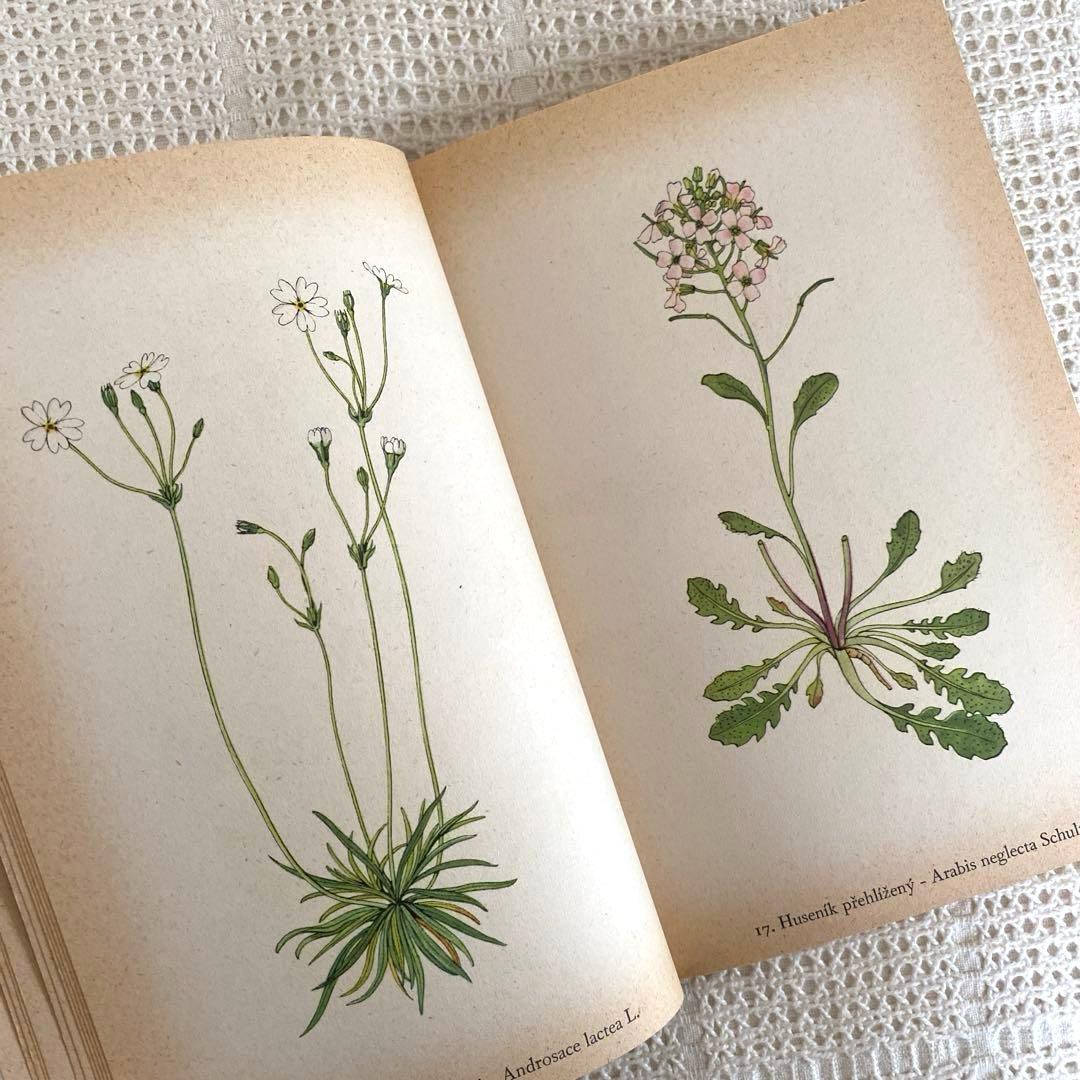 【美品】1937年 チェコの美しい高山植物 植物図鑑 ボタニカルアート