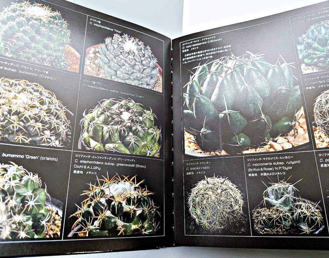 【絶版・帯付】 サボテン全書 All about CACTUS