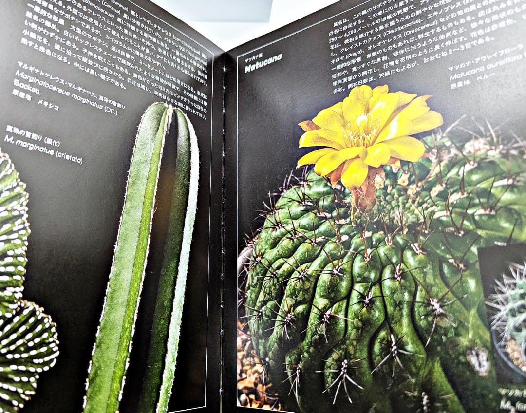 【絶版・帯付】 サボテン全書 All about CACTUS