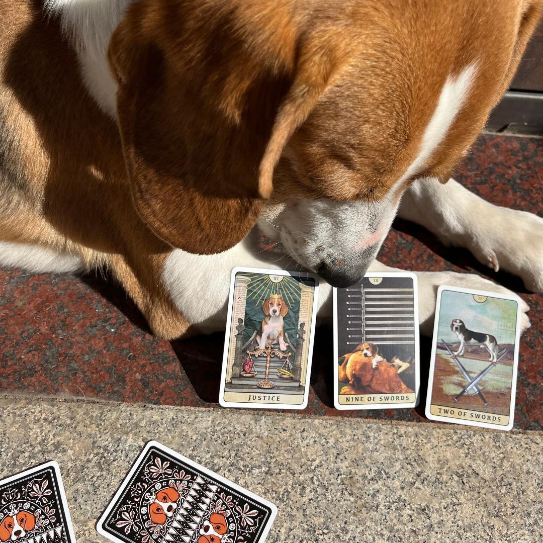 【正規品タロットカード】ビーグル犬好きさん必見✨超キュートなビーグル犬のデッキ
