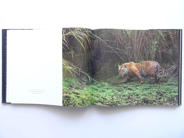 洋書◆虎の写真集 本 動物 トラ タイガー