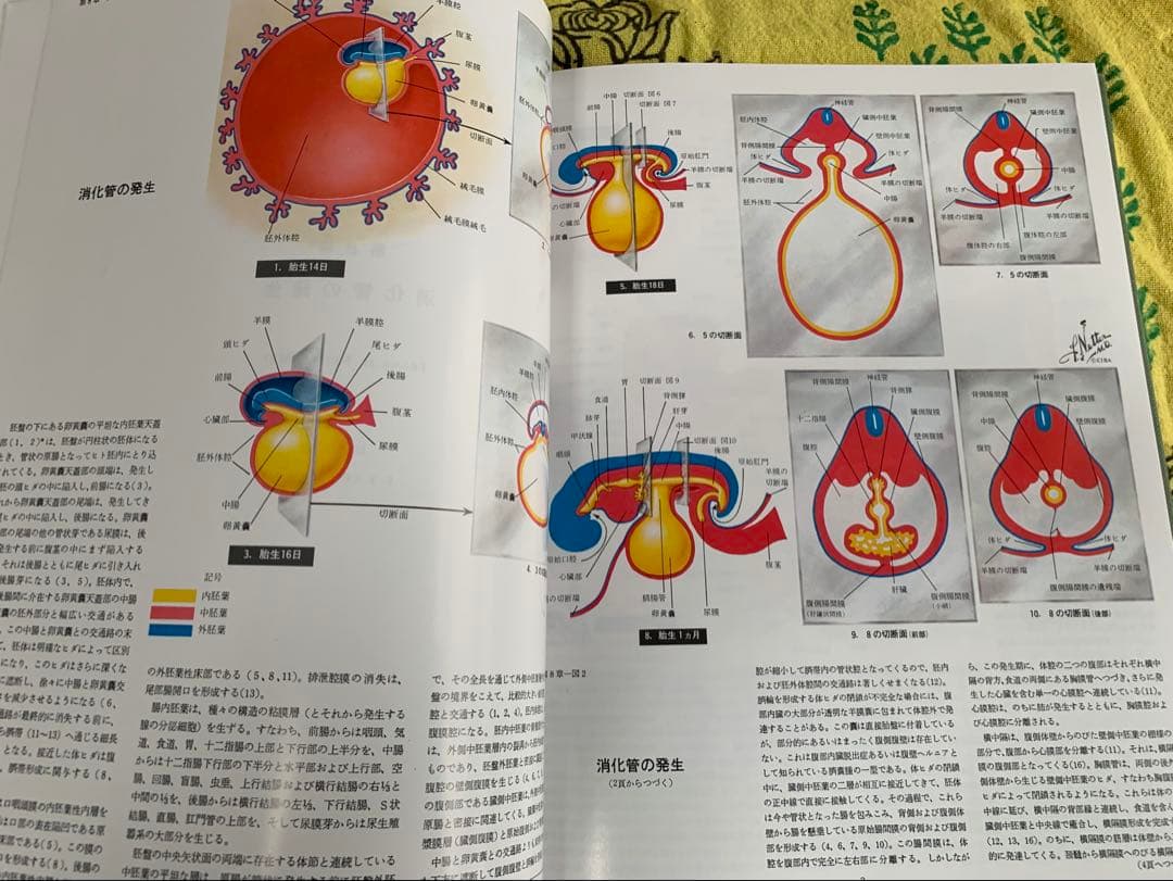 ⭐︎医学生理図譜集 消化器編 (I) & (II)⭐︎