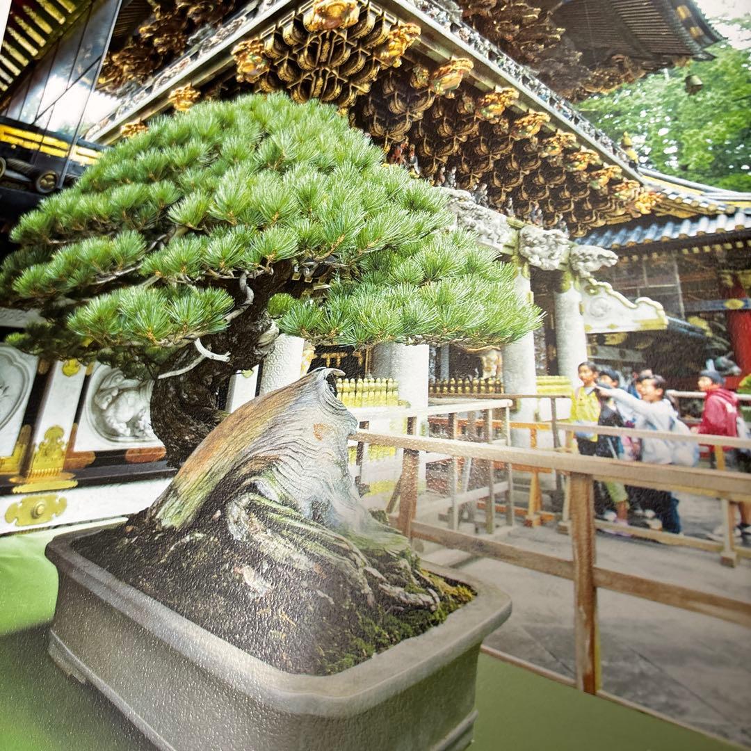 日本大宝樹展 盆栽資料(写真集)