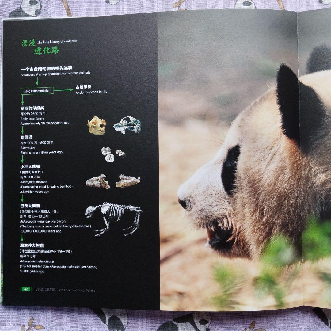 【レア品！新品・未使用品】和花ちゃん視点の限定品写真集「大熊猫的朋友圏」