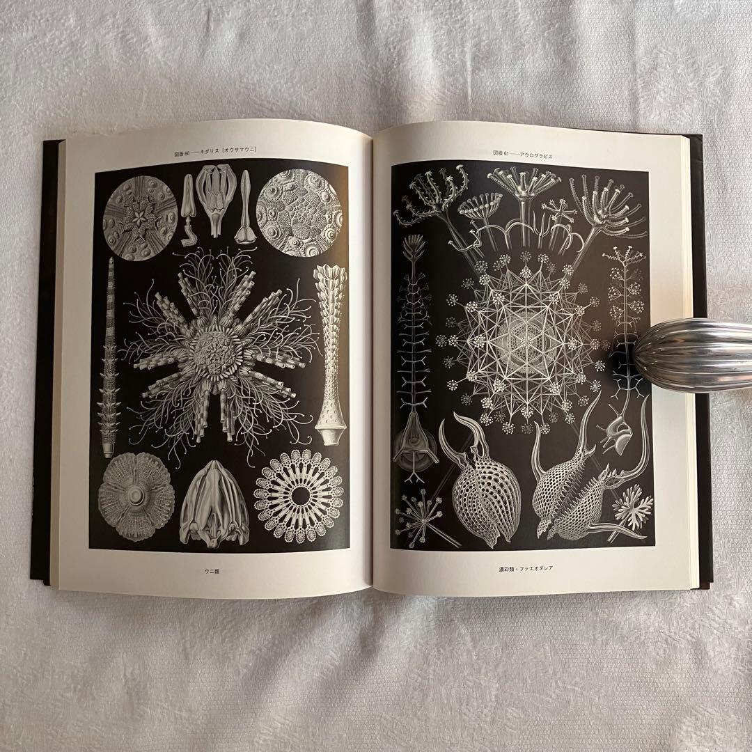エルンスト ヘッケル art forms in nature