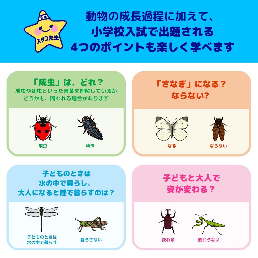 小学校受験　季節　季節カード (ミシン目あり) お風呂ポスター　季節のお勉強